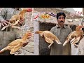 Badhy Breader kay Pathy Or Pathi Ka Shok || Tariq Bhai Vlogs