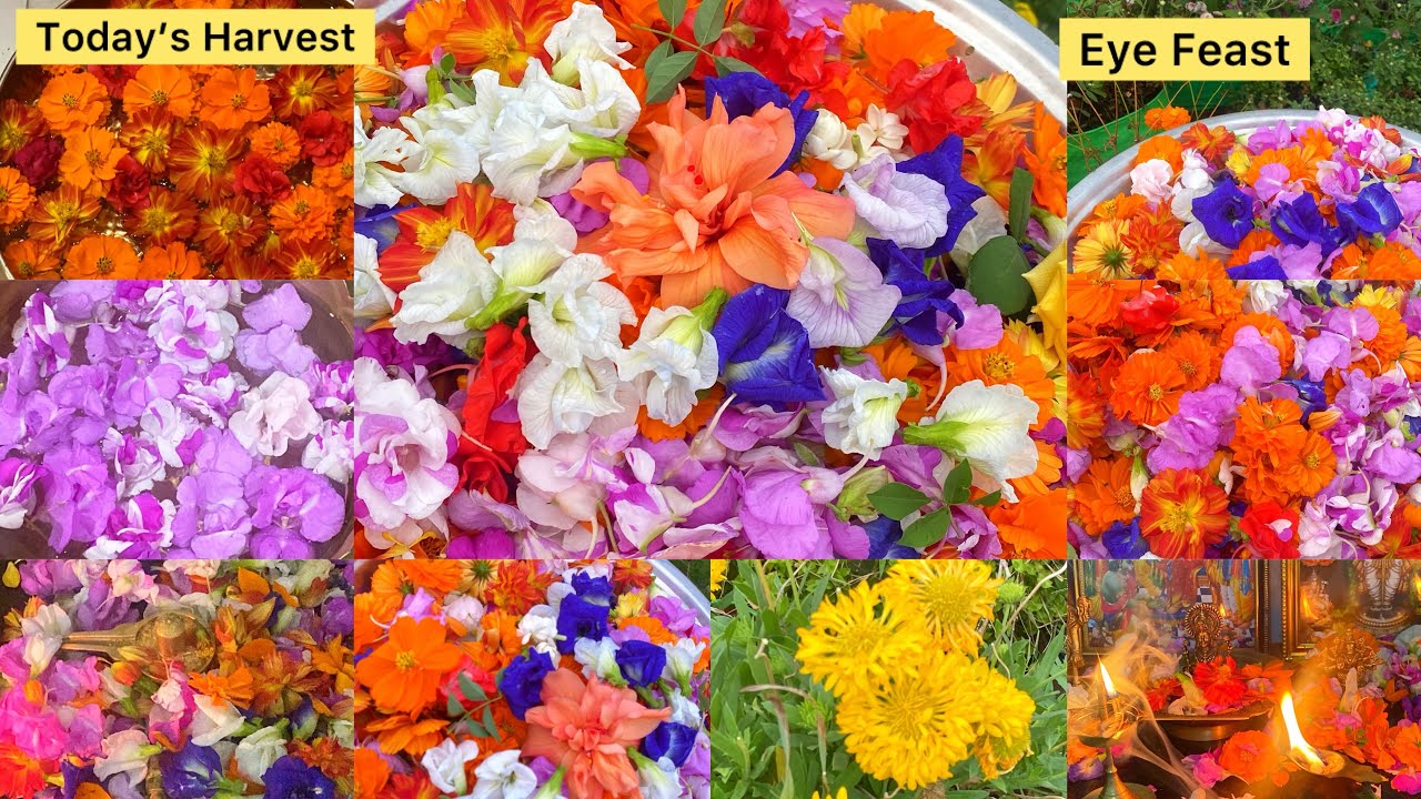 Colorful garden flowers for todays Pooja 