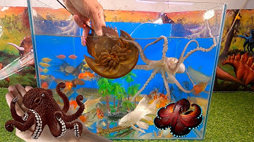 Tổng hợp video cá cảnh đẹp, động vật dễ thương, con sam, bạch tuộc, cá rồng, cá koi, cá sấu, cá vàng