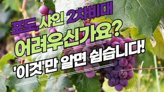 포도, 샤인머스켓 비대의 원리! 이 시기에 무엇을 시비해야하는가?