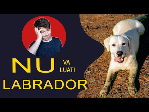 VEZI ACEST VIDEO INAINTE DE A LUA UN LABRADOR