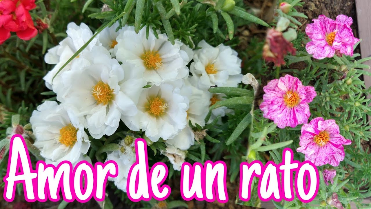 Cuidados de VERDOLAGA en maceta, TRASPLANTE de Amor de un rato PASO A Paso Morfología