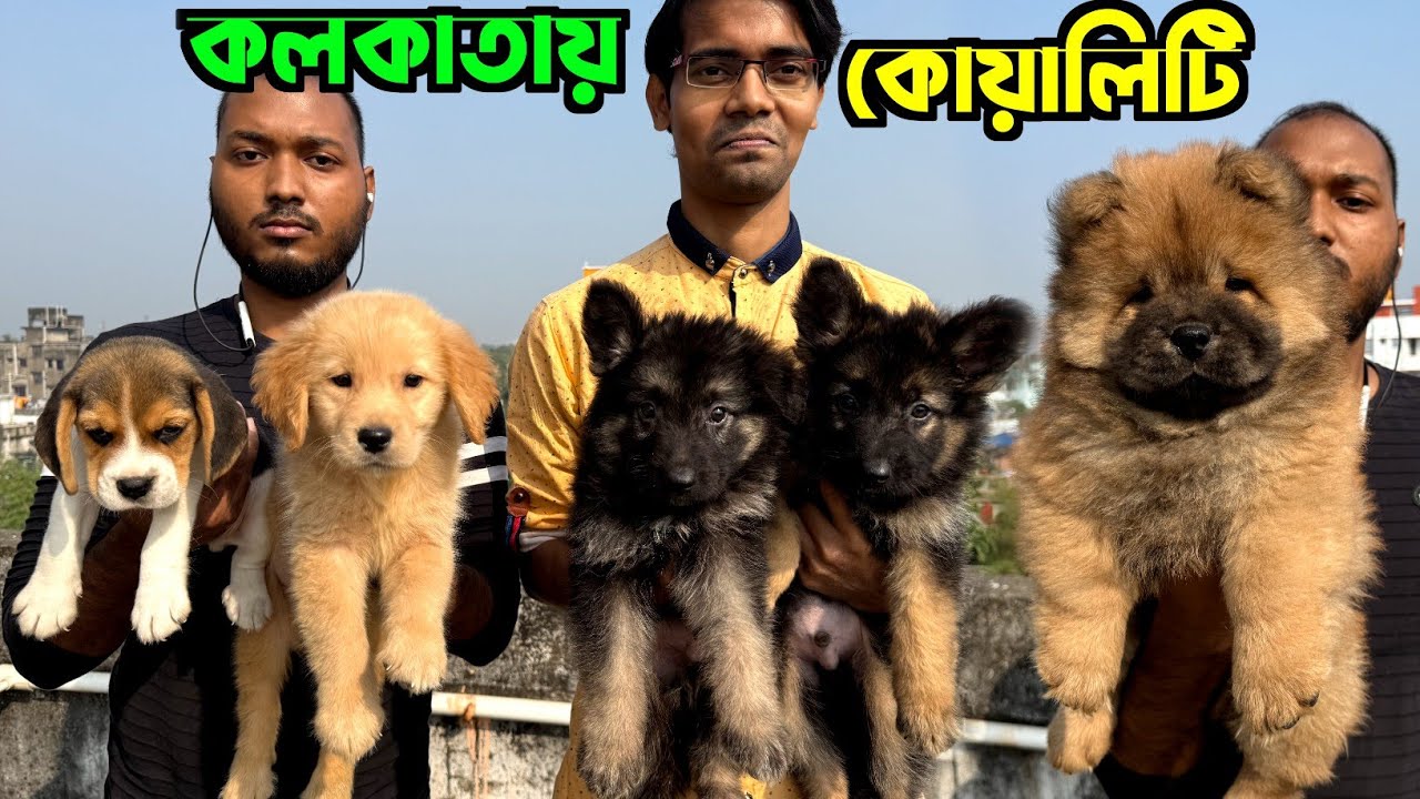 German Shepherd & Chow Chow Puppy sale. Dog Market in Kolkata Price. Kolkata Dog Market.