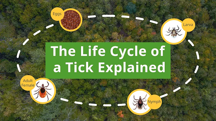 From Egg to Adult: Understanding the Tick Life Cycle