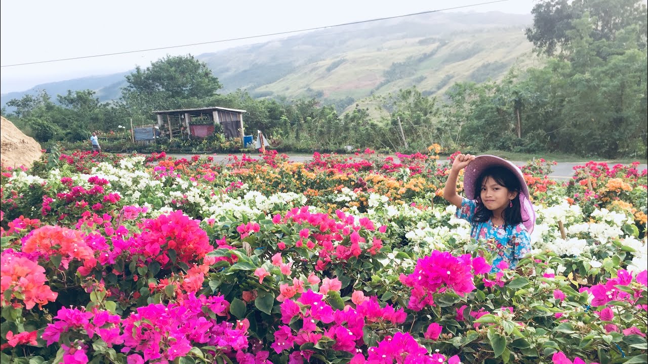 Satisfied si Customers sa ganda|| FARM TOUR 2 #farming #bougainvillea #tour