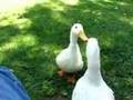 Ducks having a conversation