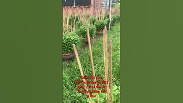 Hoa Cúc Đại Đoá Tết 2022 Khu A 3/10 Alich Công Ty CP SX Hoa Cúc Ninh Giang Khánh Hoà A Nhàn