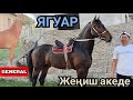 айда жаныбар ЯГУАР ГЕНЕРАЛ ЖЕҢИШ АКЕДЕН