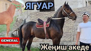 айда жаныбар ЯГУАР ГЕНЕРАЛ ЖЕҢИШ АКЕДЕН