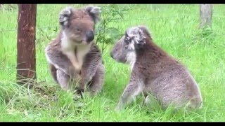 Забавные животные смешные животное Видео Подборка Забавные животные смешные животное Видео Подборка
