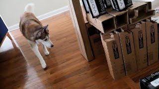 Siberian Husky and the Cardboard Box Fort Challenge!