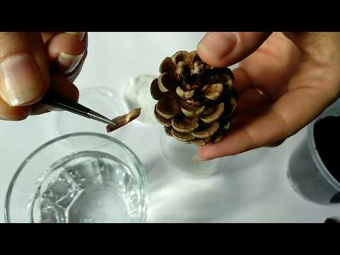 Wideo: Jak sadzić nasiona Trillium?