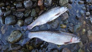 March Trout fishing Washington State 2024