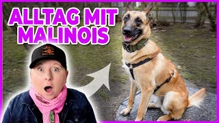 Neuer Hund zieht ein I 7 Wochen später - VLOG by DOGsTV - Online Hundetraining 14,280 views 1 year ago 12 minutes, 49 seconds