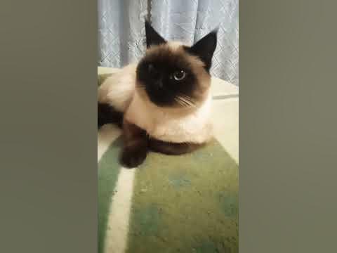 фингал - YouTube