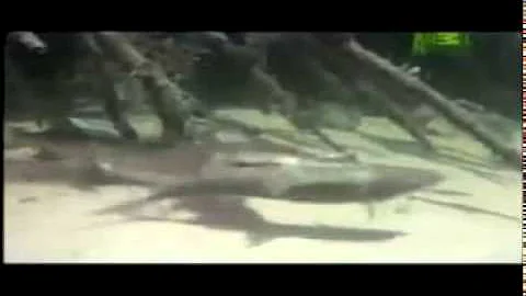 Top 10 animal hunts extended   part 2 by odisse