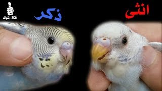 كيف تميز الذكر والانثى في طيور البادجي الصغيرة