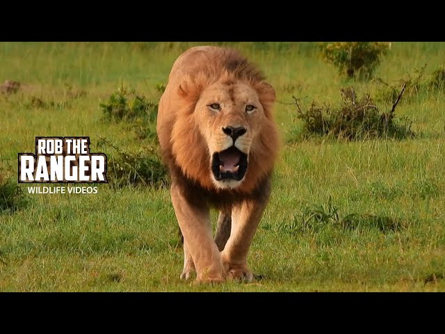 Patrolling Lion Lets Out A Thunderous Roar | Lalashe Maasai Mara Safari class=