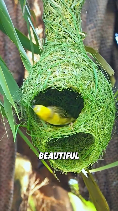 “Weaver birds are truly remarkable birds.”#animals #shorts #youtubeshorts