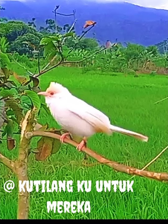 Burung Kutilang Albino Gacor buat pancingan di alam #shorts