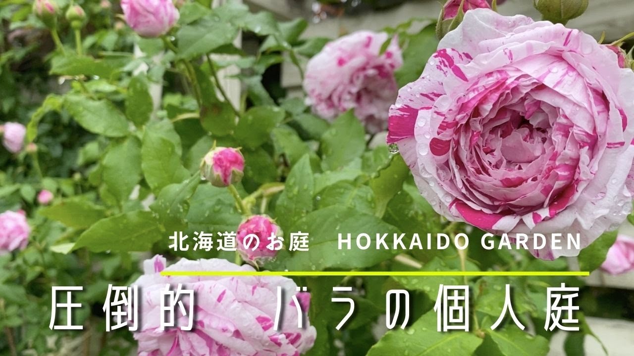オープンガーデン 憧れのバラの庭を訪問 たくさんの薔薇をお楽しみください Youtube