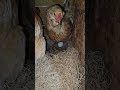 Gathering eggs