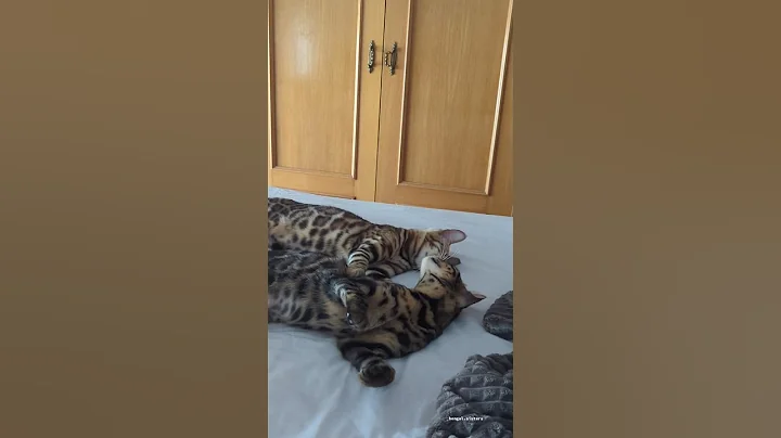 Watch the video about Amor de hermanas😻🐆😽🐾#fyp #catsoftiktok #gatostiktok #parati #bengal #cat #bengali #kitten #cute