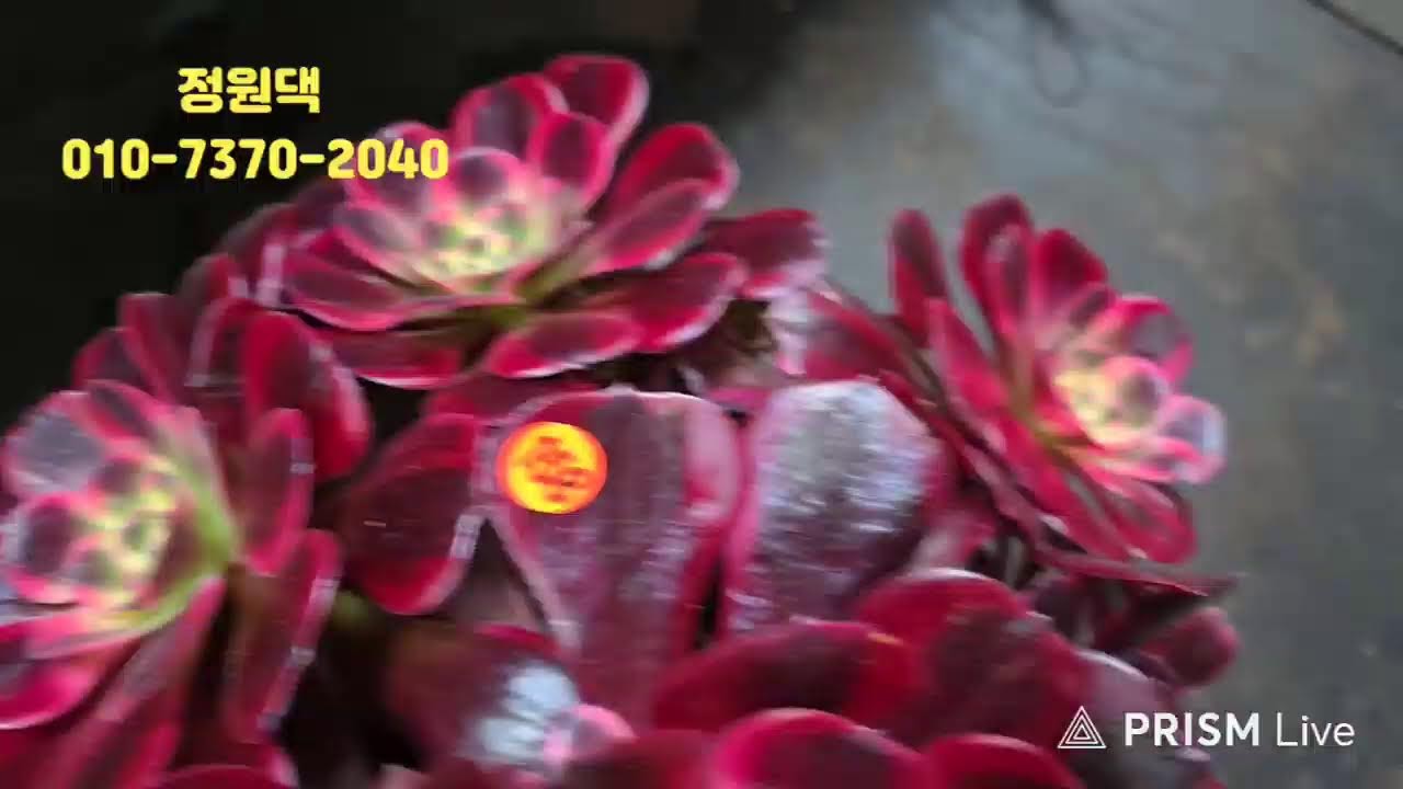 속초 정원다육 정원댁010.7370.2040