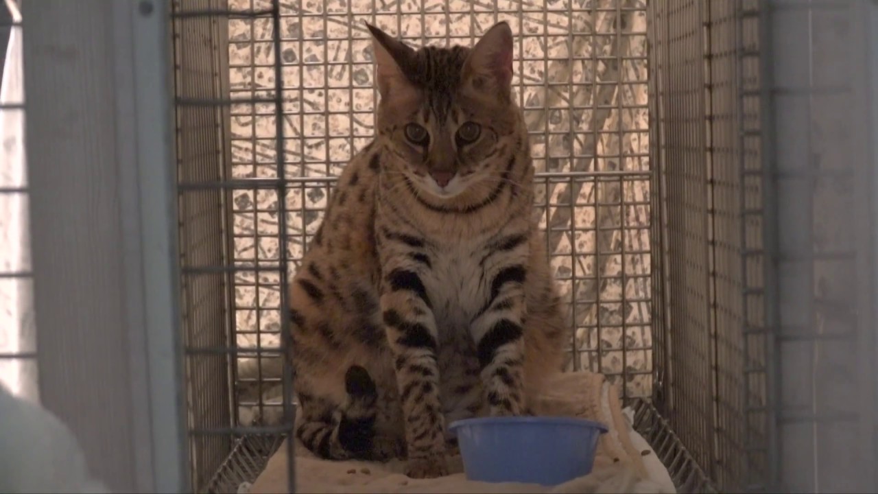 Welcome Another Savannah Cat To Big Cat Rescue - YouTube