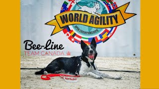 BeeLine  at the 2024 World Agility Open Championships (Netherlands)