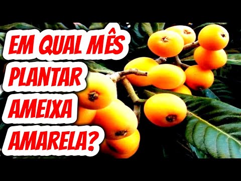 Vídeo: Como plantar uma ameixa na primavera nos subúrbios corretamente