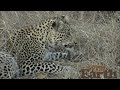 Maribye VS Puff Adder