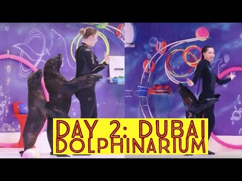 Dubai Dolphinarium 2019 |  Best of Dubai dolphin show | 2019 show| Latest