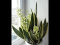 СЕНСЕВИЕРИЯ: КАК ВЫРАЩИВАТЬ "ЩУЧИЙ ХВОСТ" #тёщин_язык #суккуллент_неприхотливый #oldenburgru#68