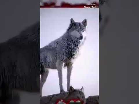 وين الفخامه