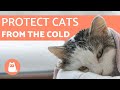 How to Protect Cats from COLD WEATHER ⛄ 5 TIPS How to Protect Cats from COLD WEATHER ⛄ 5 TIPS