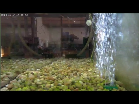 Randolph Academy Trout Live Stream