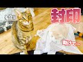 大暴れした猫を洗濯ネットの中に封印しました。