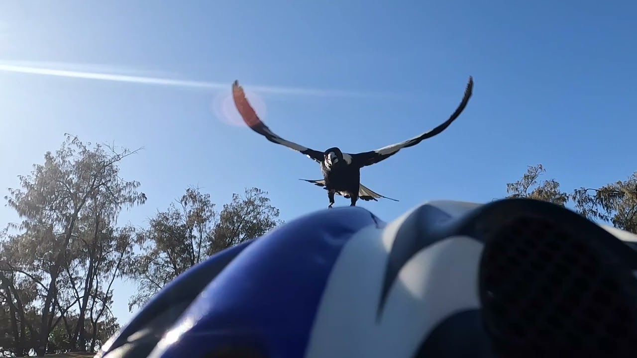SWOOPING MAGPIE ATTACKING A BICYCLE RIDER ON THE GOLD COAST//GOPRO CATCHES THE MOMENT//