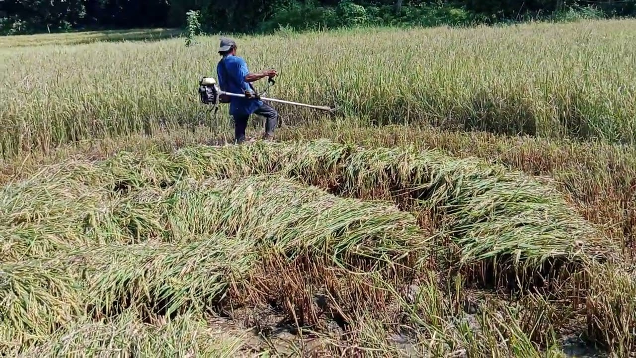 Dinhe me sa among kpit bahy mog Ani palay sa basakan