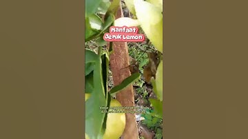 Manfaat Jeruk Lemon untuk kesehatan #ngeshortsbareng