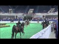 Kentucky County Fair Five Gaited Championship  2010