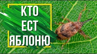 Вредитель Яблони 🍏 Яблоневый цветоед Как Избавиться 🐜 Советы От Garden zoo