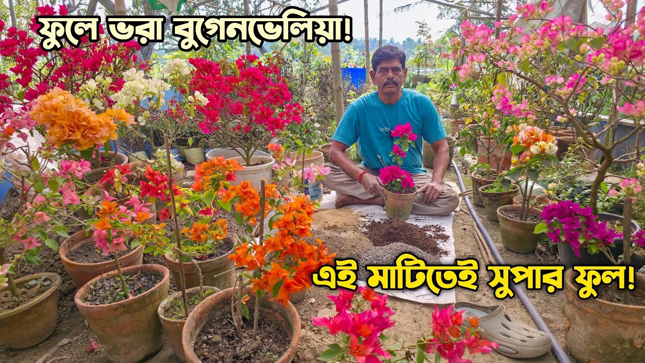 বুগেনভেলিয়া কোন মিডিয়ায় করলে গাছ ভালো থাকবে
