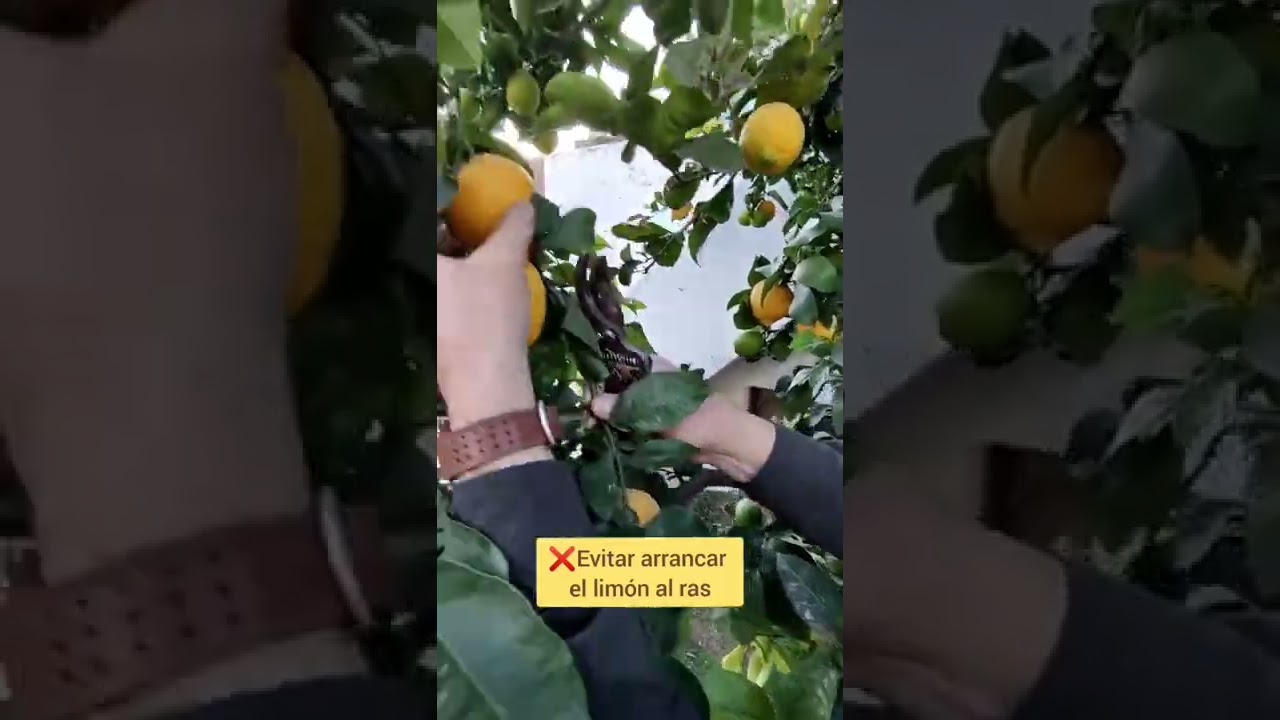 Como hacer que un LIMONERO de 🍋🍋MUCHOS LIMONES 🍋🍋