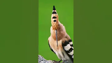 انثي هدهد الهدهد 