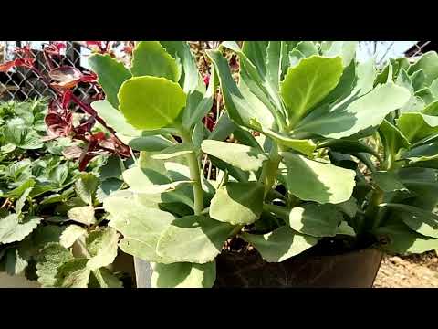 Video: Kuv Succulent Yog Paj - Yuav Ua Li Cas Nrog Ib tsob ntoo Blooming Succulent