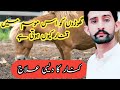 گھوڑوں میں کنار کی مرض کا مکمل علاج Knar Disease Tretment Lail Horse Lover گھوڑوں میں کنار کی مرض کا مکمل علاج Knar Disease Tretment Lail Horse Lover