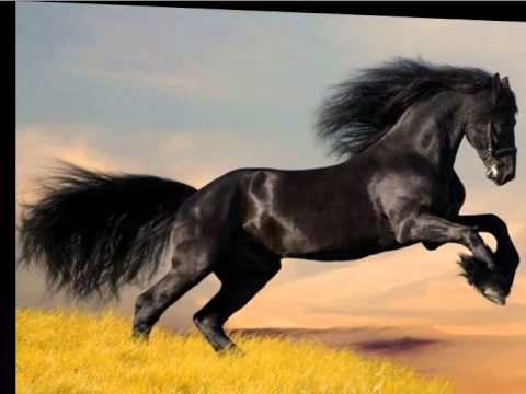 Видео: Когато конете се задавят - Как да се лекува задушен кон