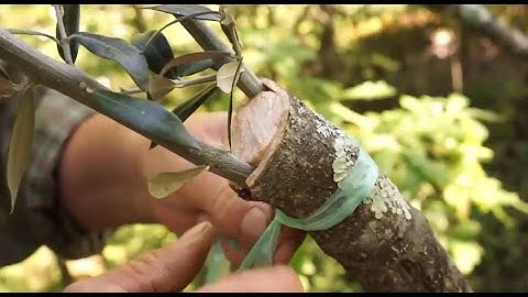 Grafting olive trees - Italy
